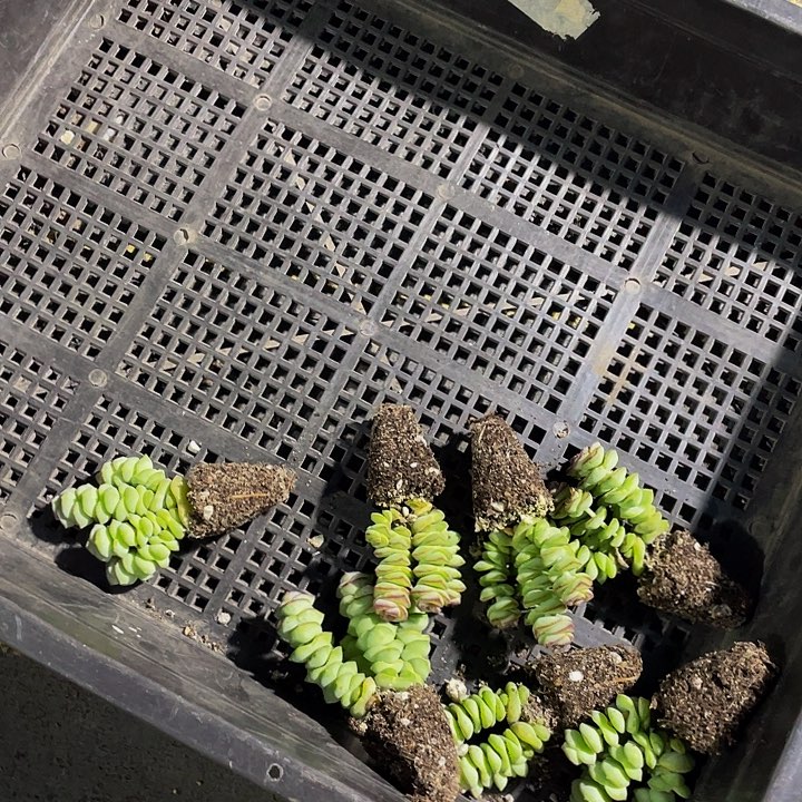 兜***?16号筐带土发货