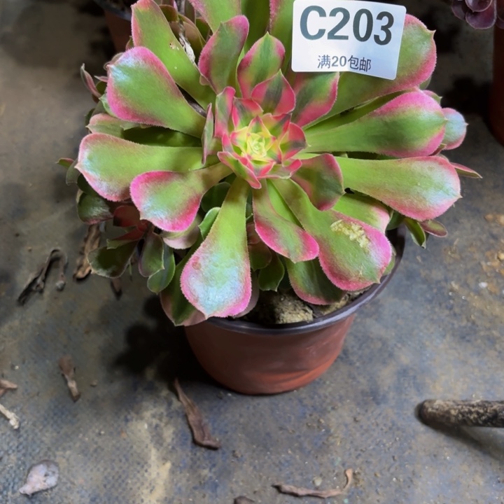 瑞妈多肉园艺203。