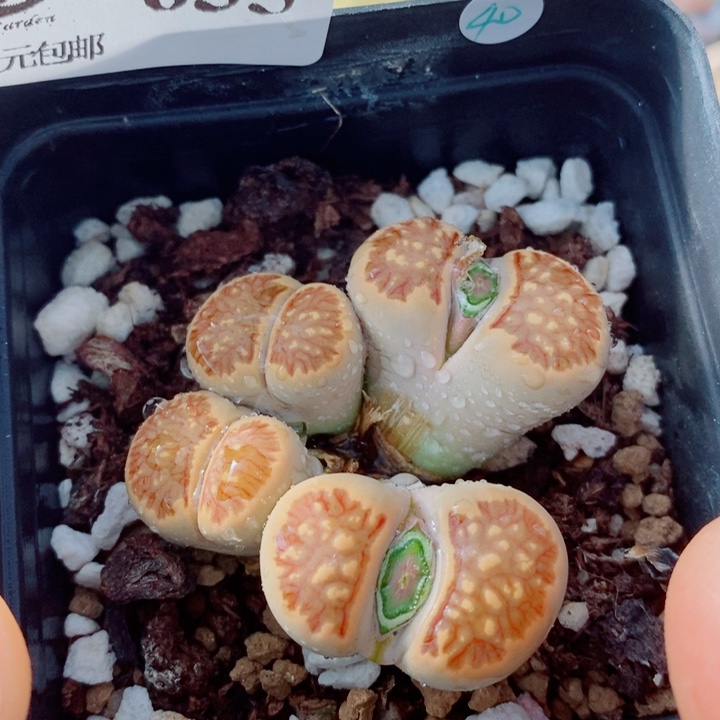 蜓***蜓生石花花花花花花635