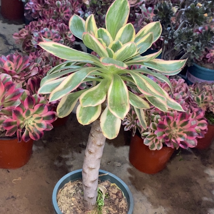 燕姿锦38多肉植物法师法师