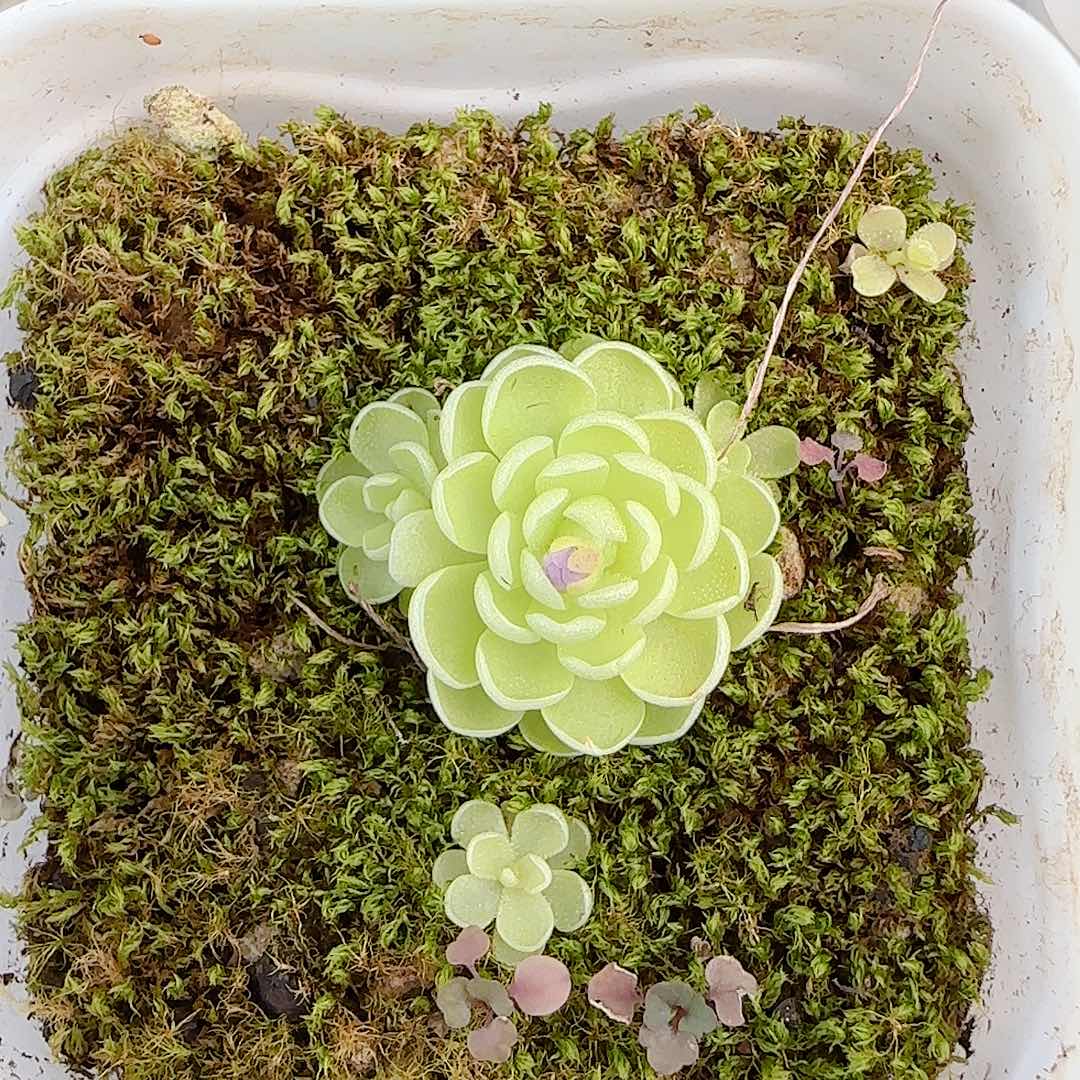 【闪购商品】0707-75爱丽丝