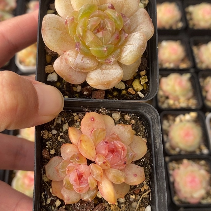 白恋 红恋 多肉 1.3