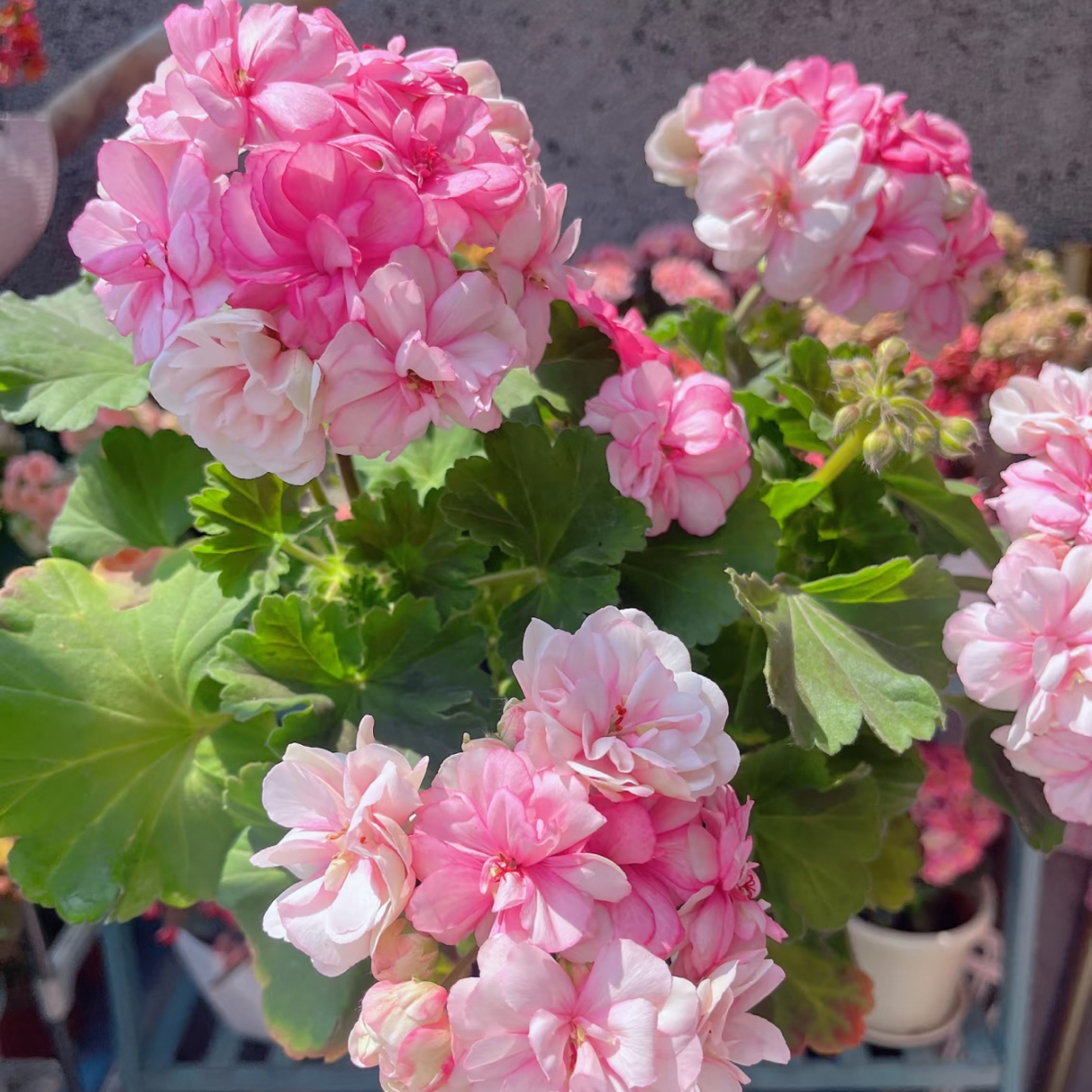 150#【花样年华/绝代双骄】四季开花好看好养 当年开花绿植盆栽