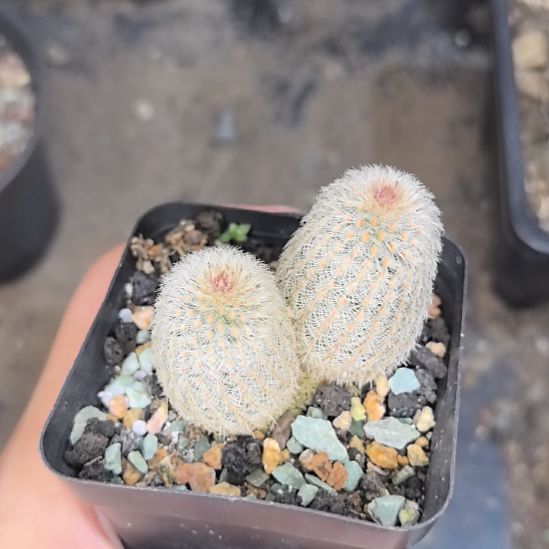 实生红太阳直径4.5带盆土