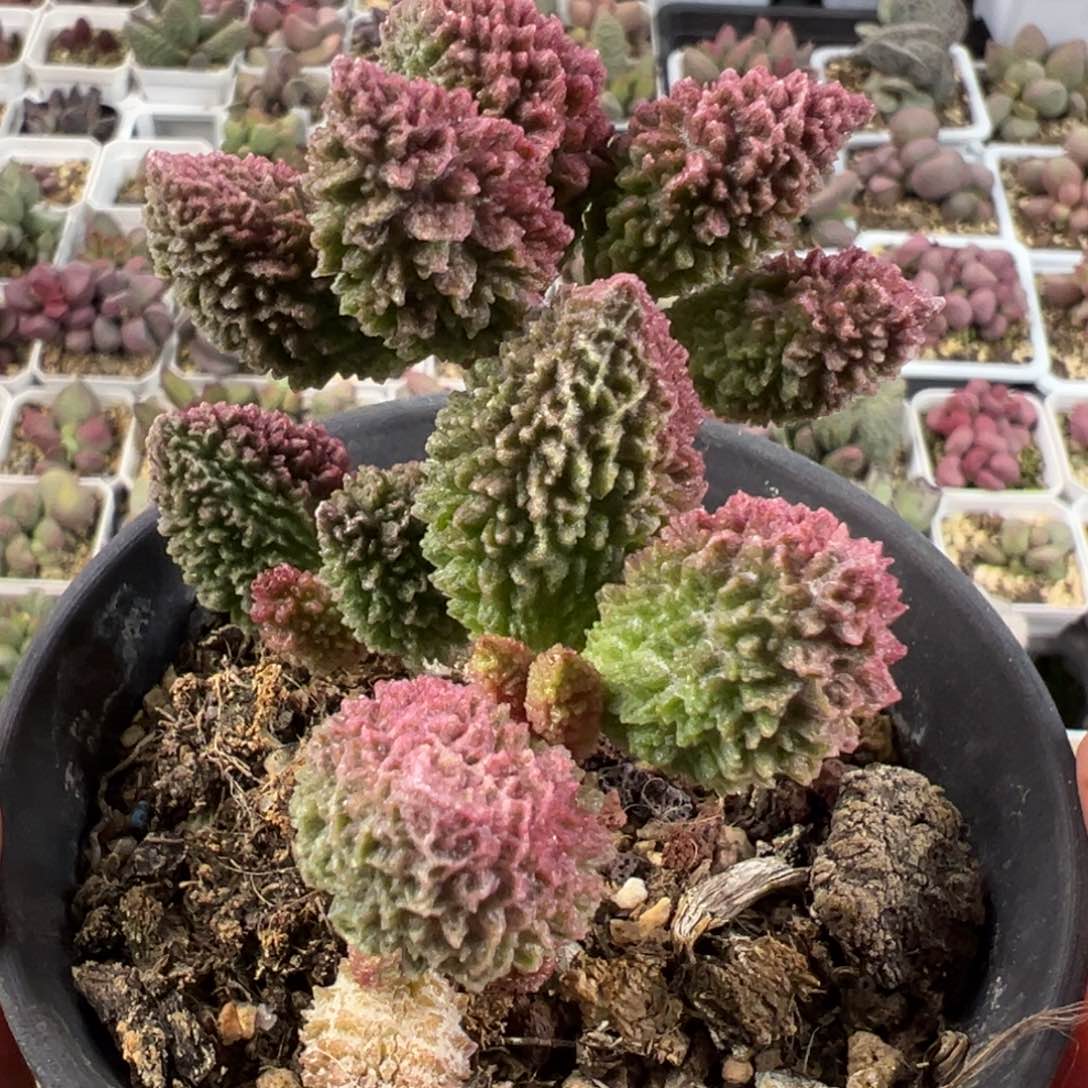 特价朱紫玉老桩多肉植物