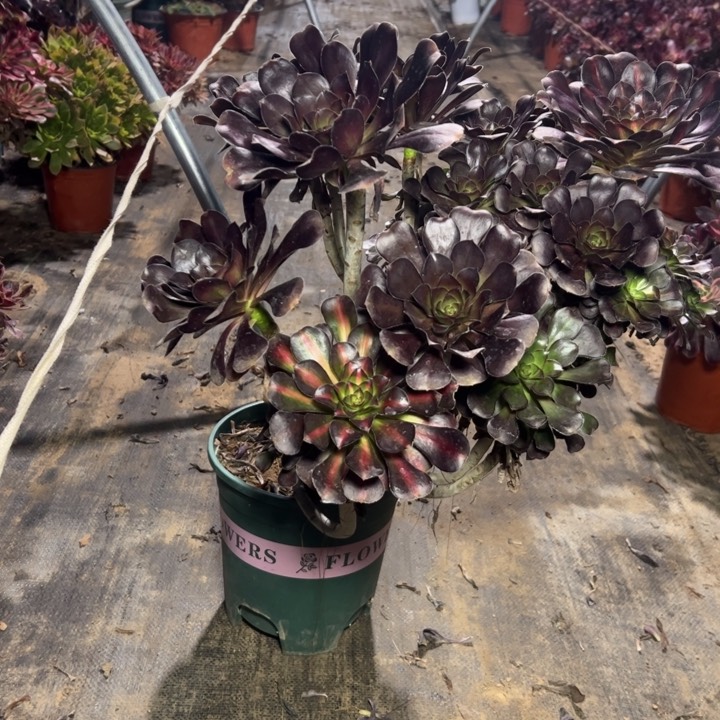 3晚霞多肉多肉多肉多肉