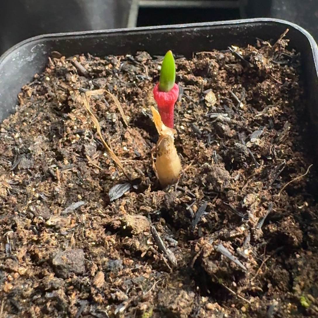 gs4035 痔疮圈柔石蒜带盆