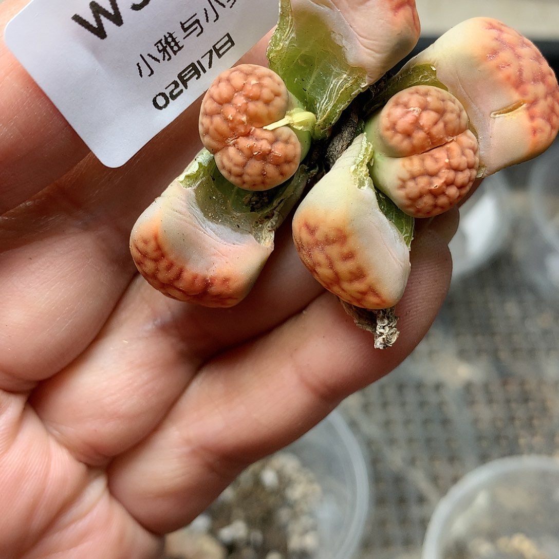 W308多肉植物保护研究所