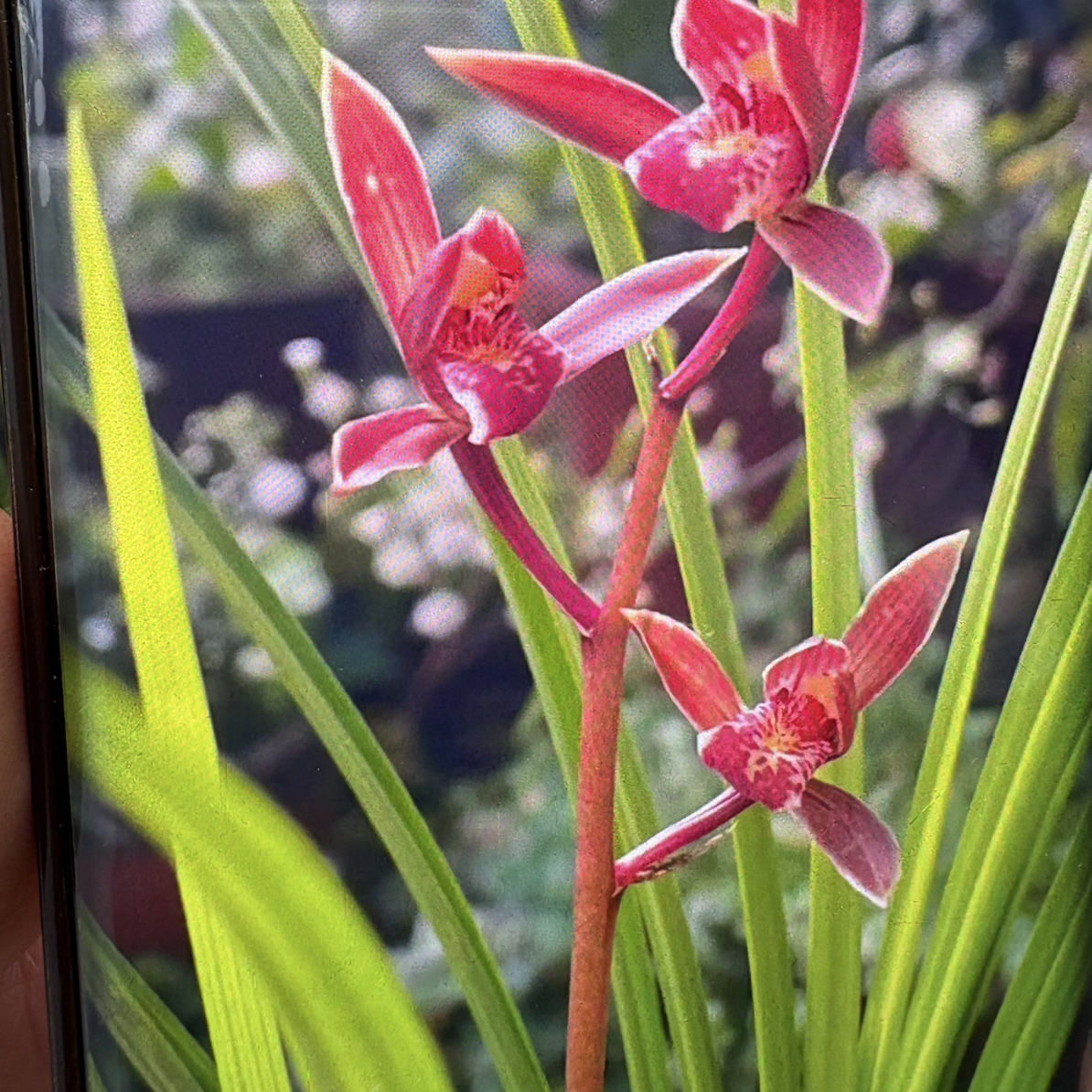 秋芝兰草一杆多花浓香型