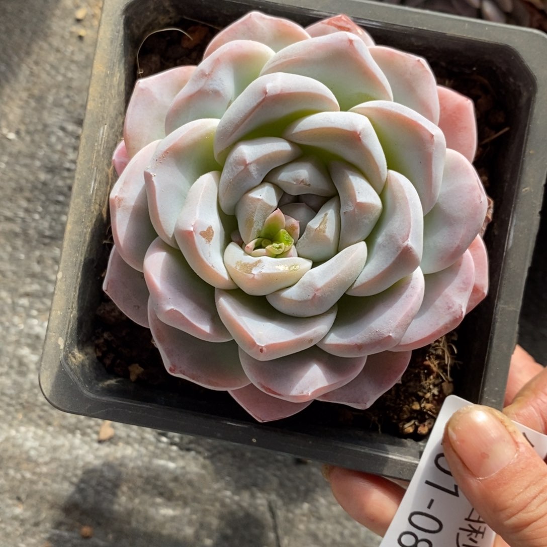 两单包邮1201-81雪媚娘