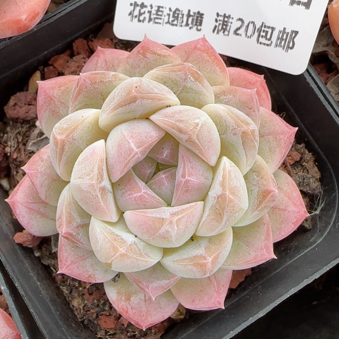 花语逸镜0116-374