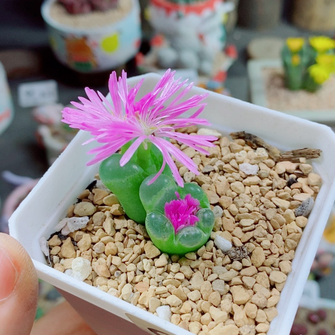 生石花花花花花824