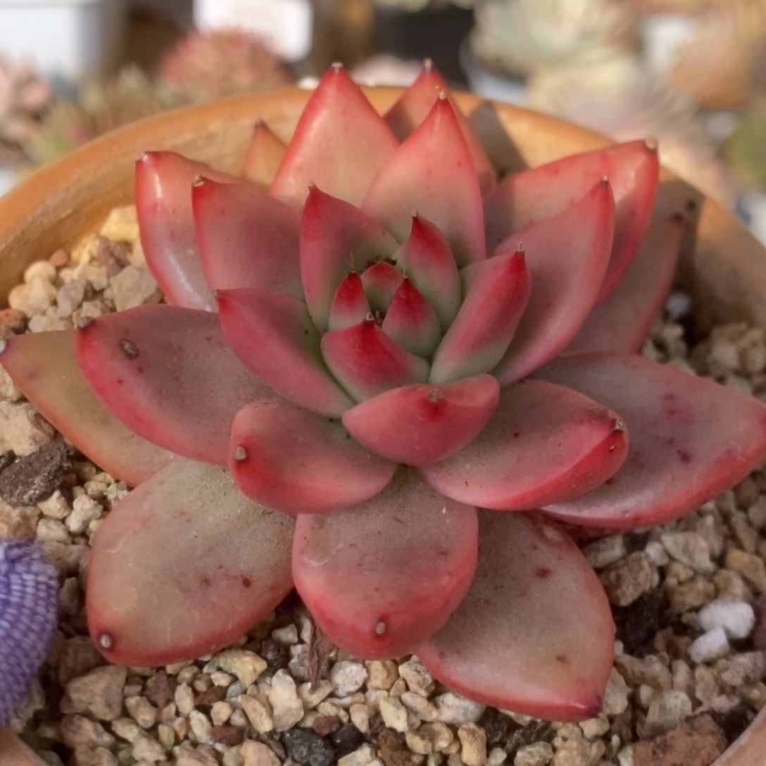 720东云杂锦锦锦锦