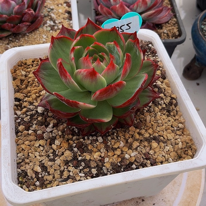 惊鸿仙子多肉植物55