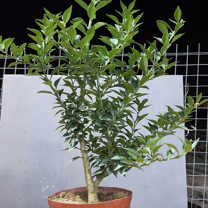 懿***完全开放八房柑开花香挂果时间长