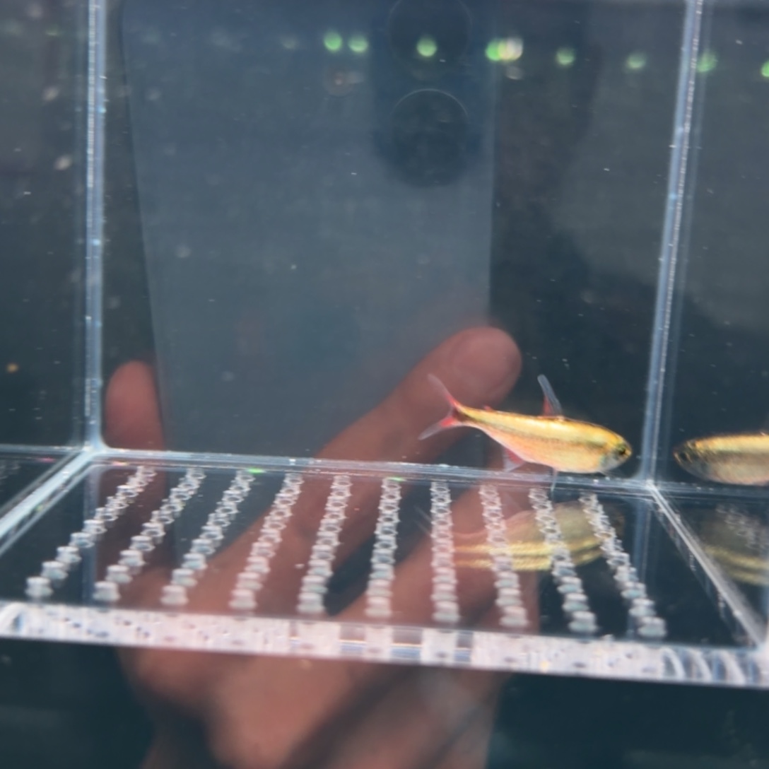 海水鱼白金赤霞100号