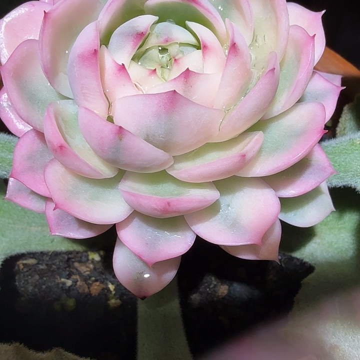 粉水晶锦多肉锦植物