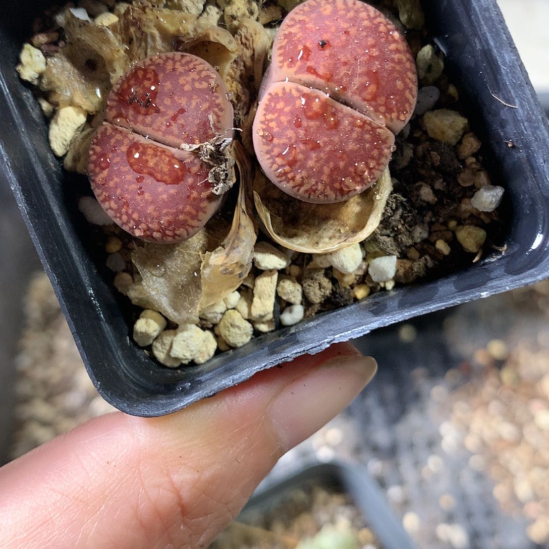 A333多肉植物保护研究所