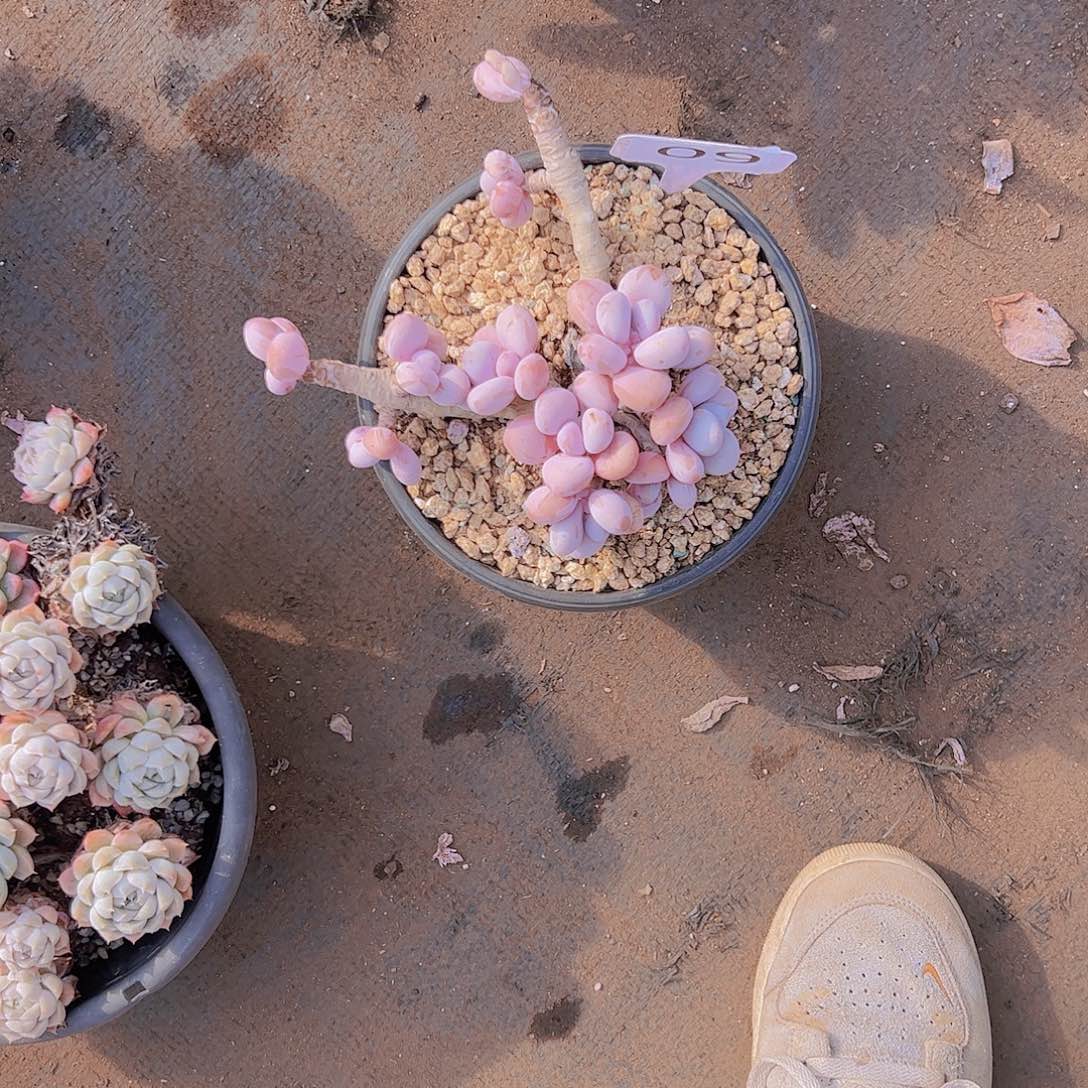 k***y09奶10不售后