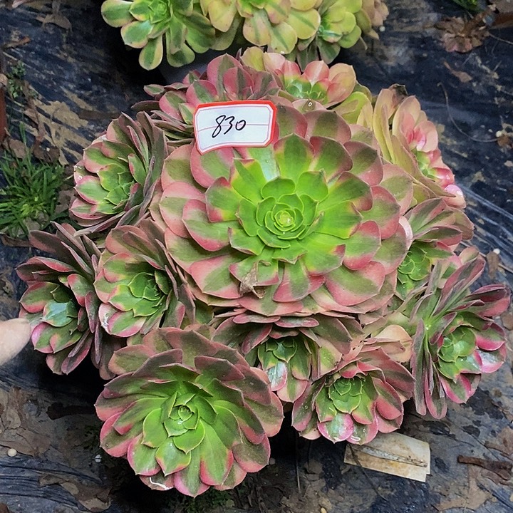 雨荷老桩捧花830号