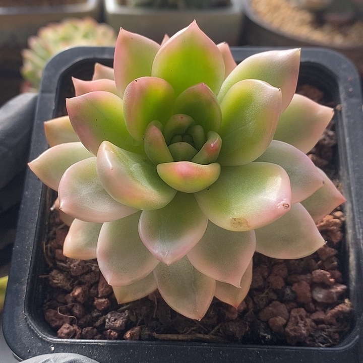 黄昏东云锦多肉植物