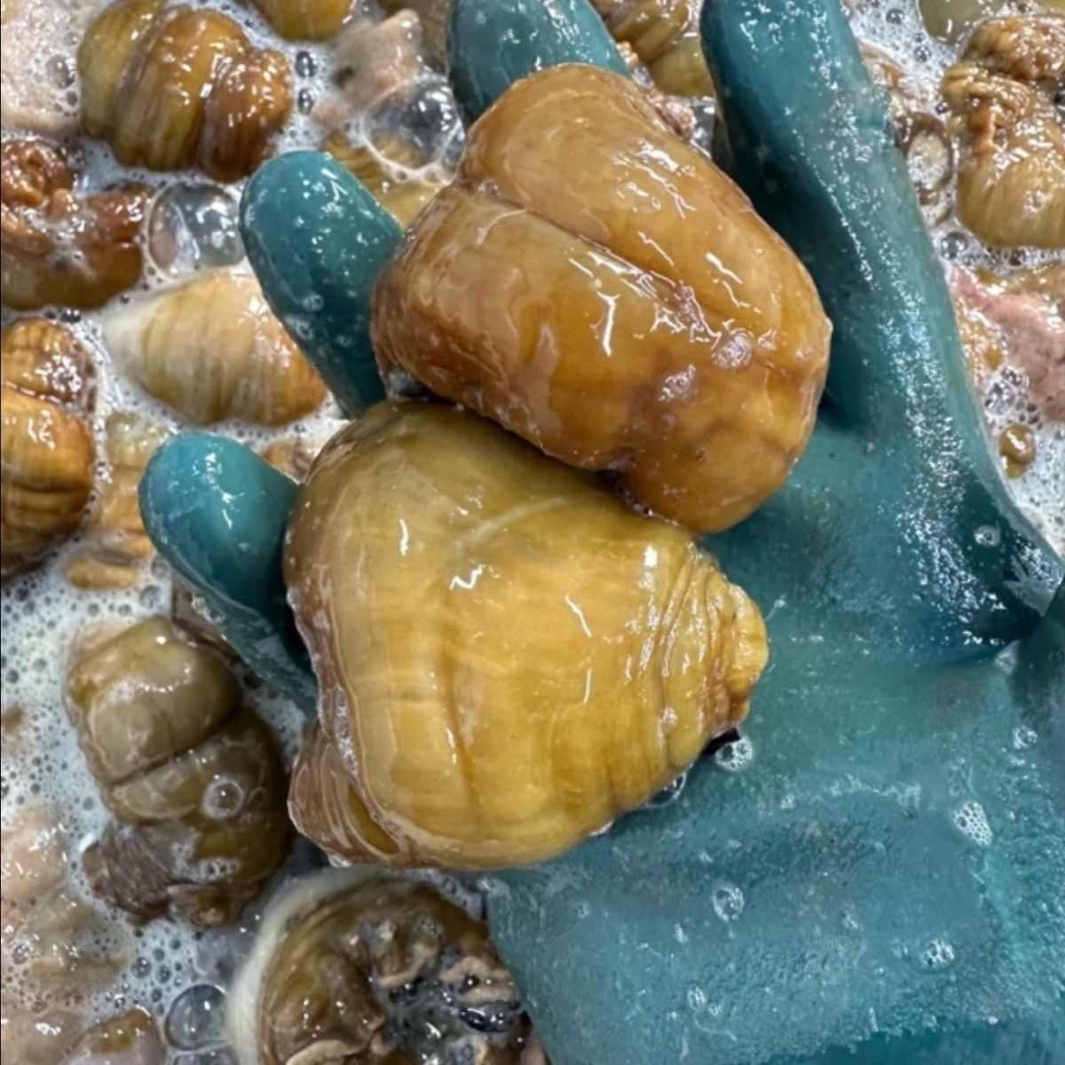 大连黄海葵 野生海葵 海定根 速冻发货