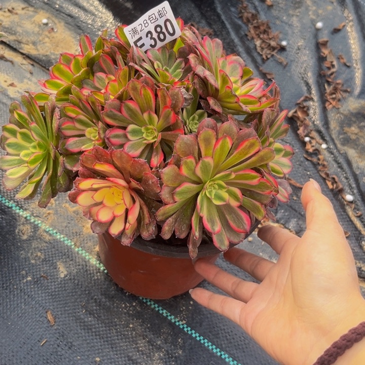 380多肉植物一物一拍