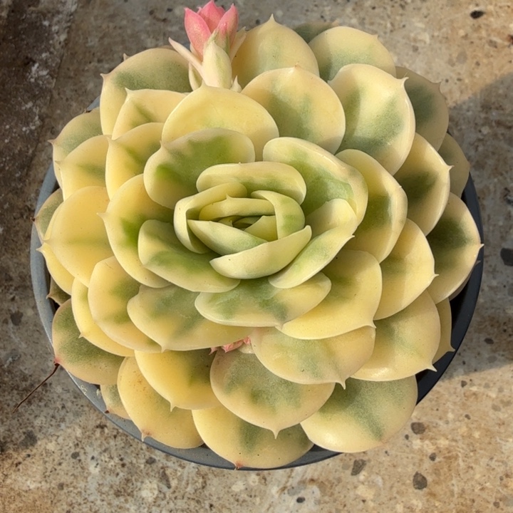 玖*大锦边昂斯诺锦彩锦