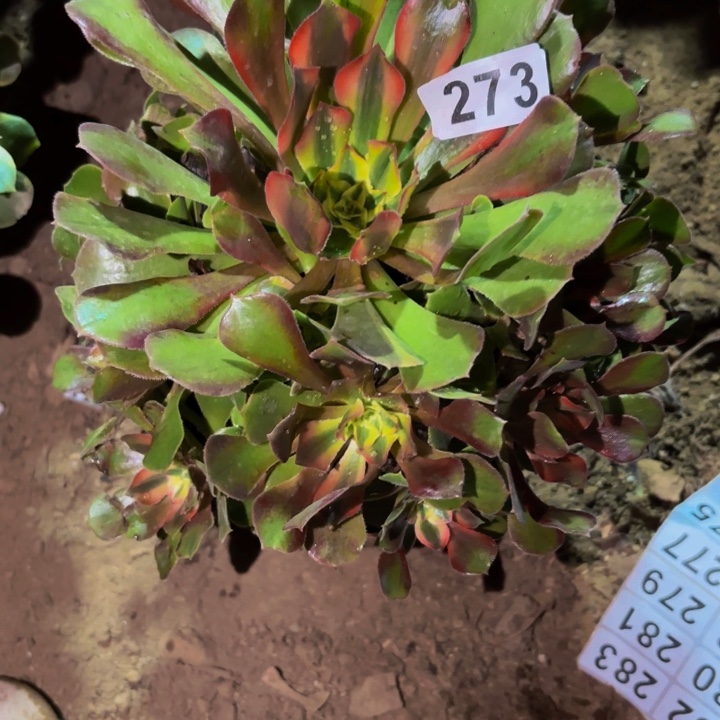 273香妃多肉植物不售后