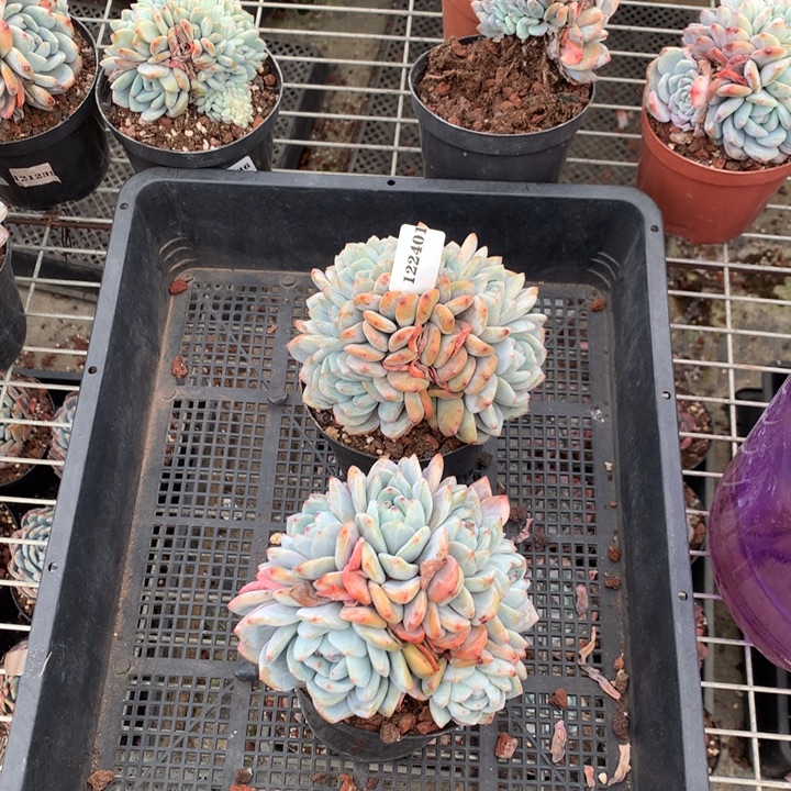 小***莫122401两个嗯嗯嗯嗯嗯好