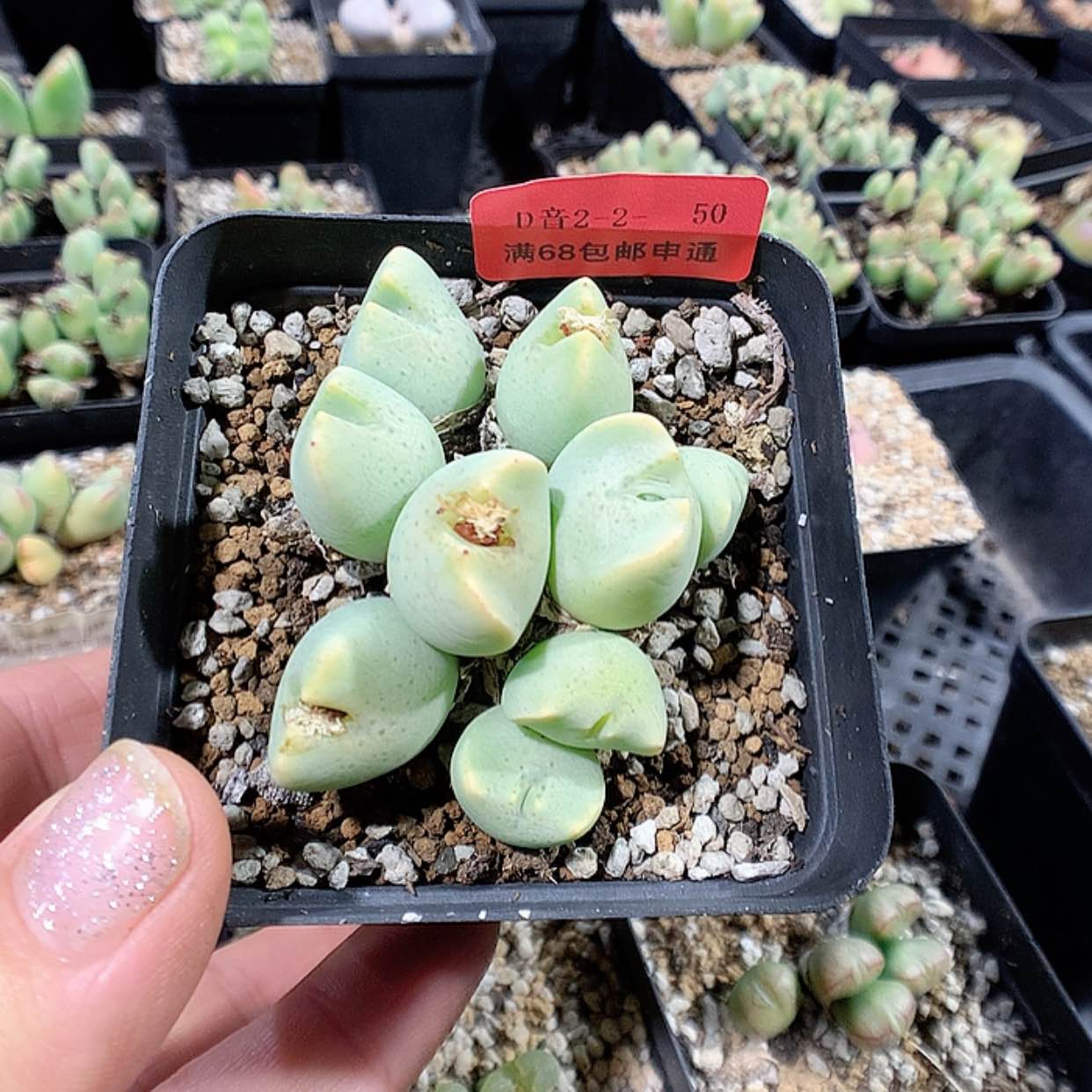 【闪购商品】2-2-50 鹿角杂 25