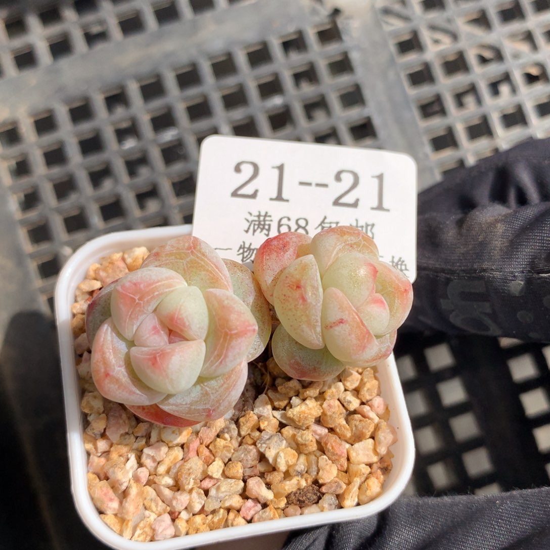 21。小脸带腿冰玉4cm盆。