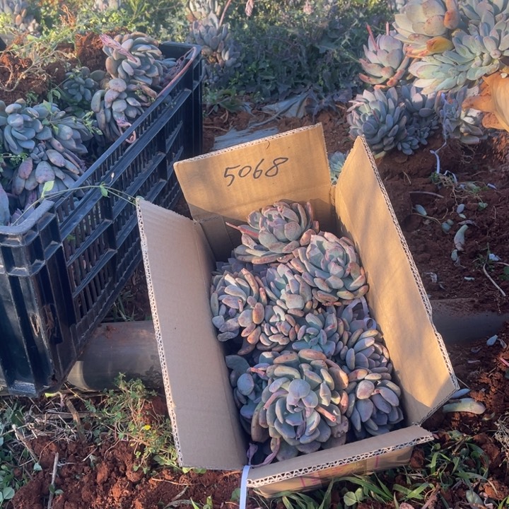 依**园灰姑娘不售后5068