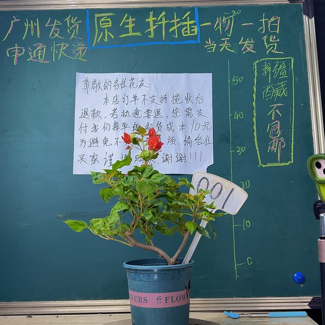 当前无花栽培后可以开花 弯杆 香港丽人  001