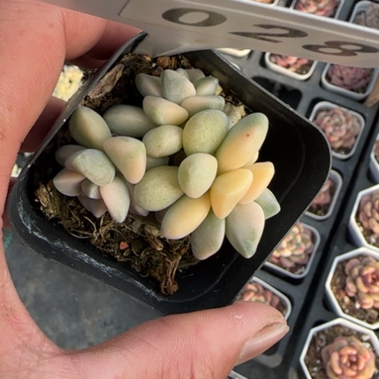 28美杏锦一物一拍多肉