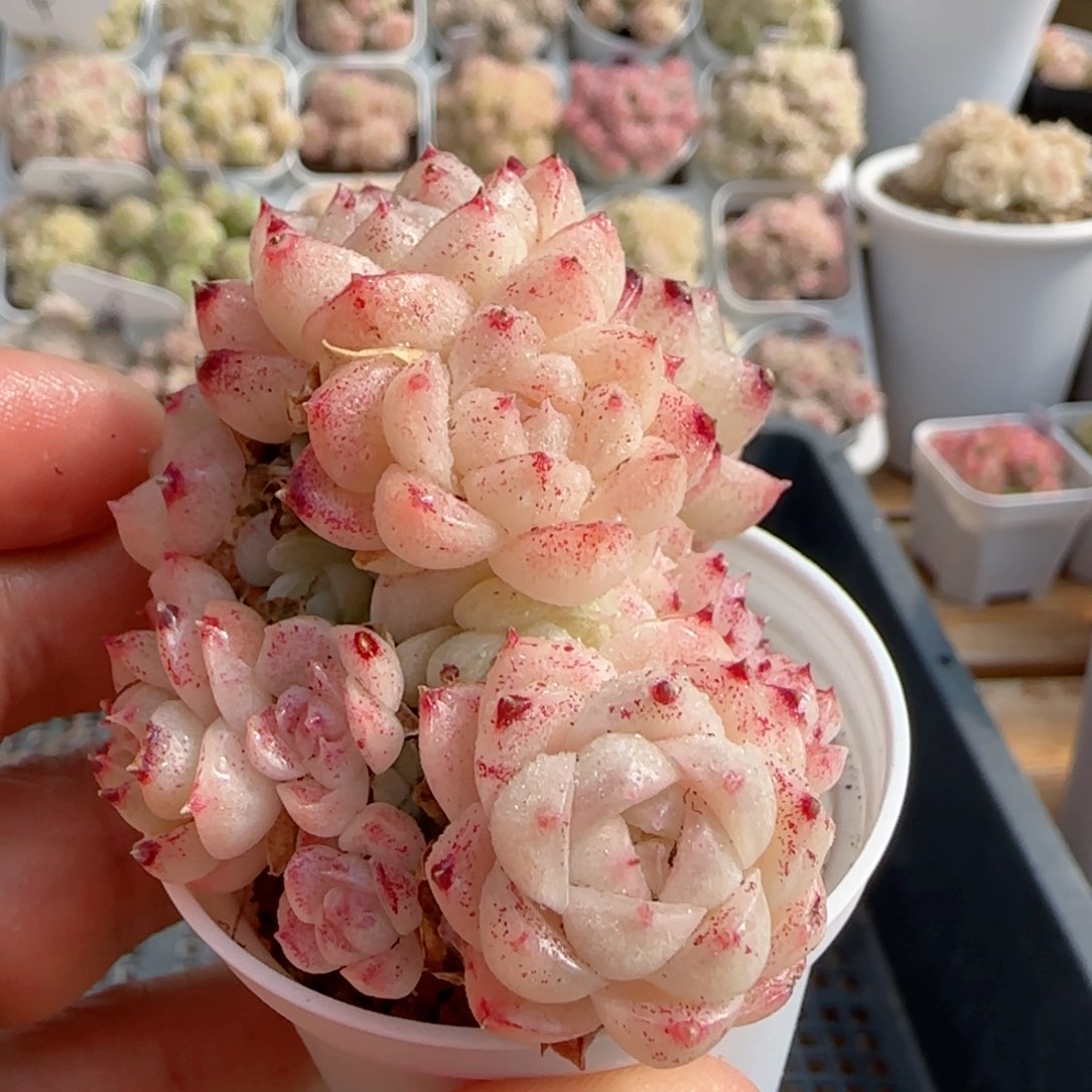 【闪购商品】0201-80包子