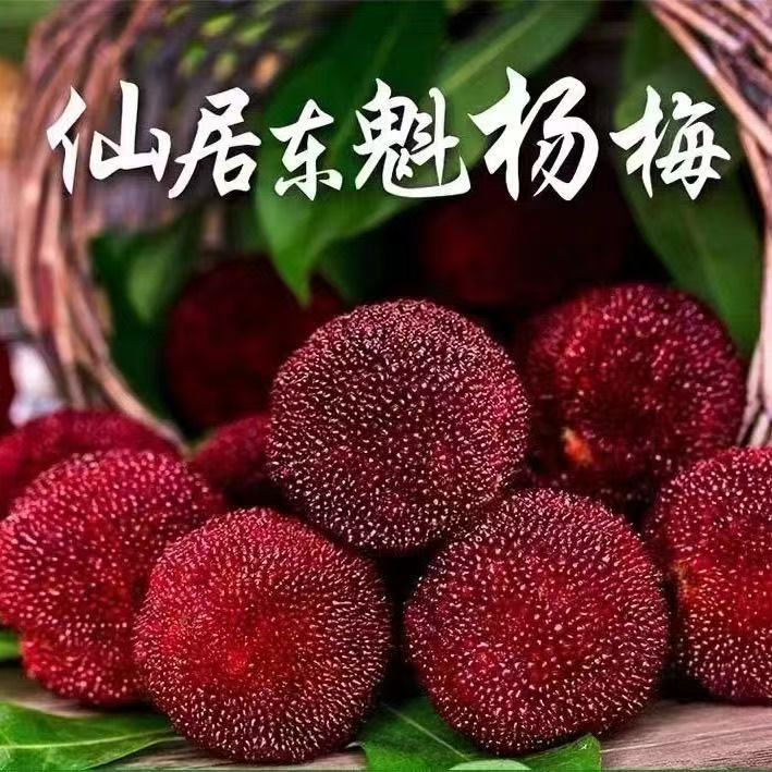 正宗仙居高山东魁杨梅精品礼盒装真空包装冷链运输·