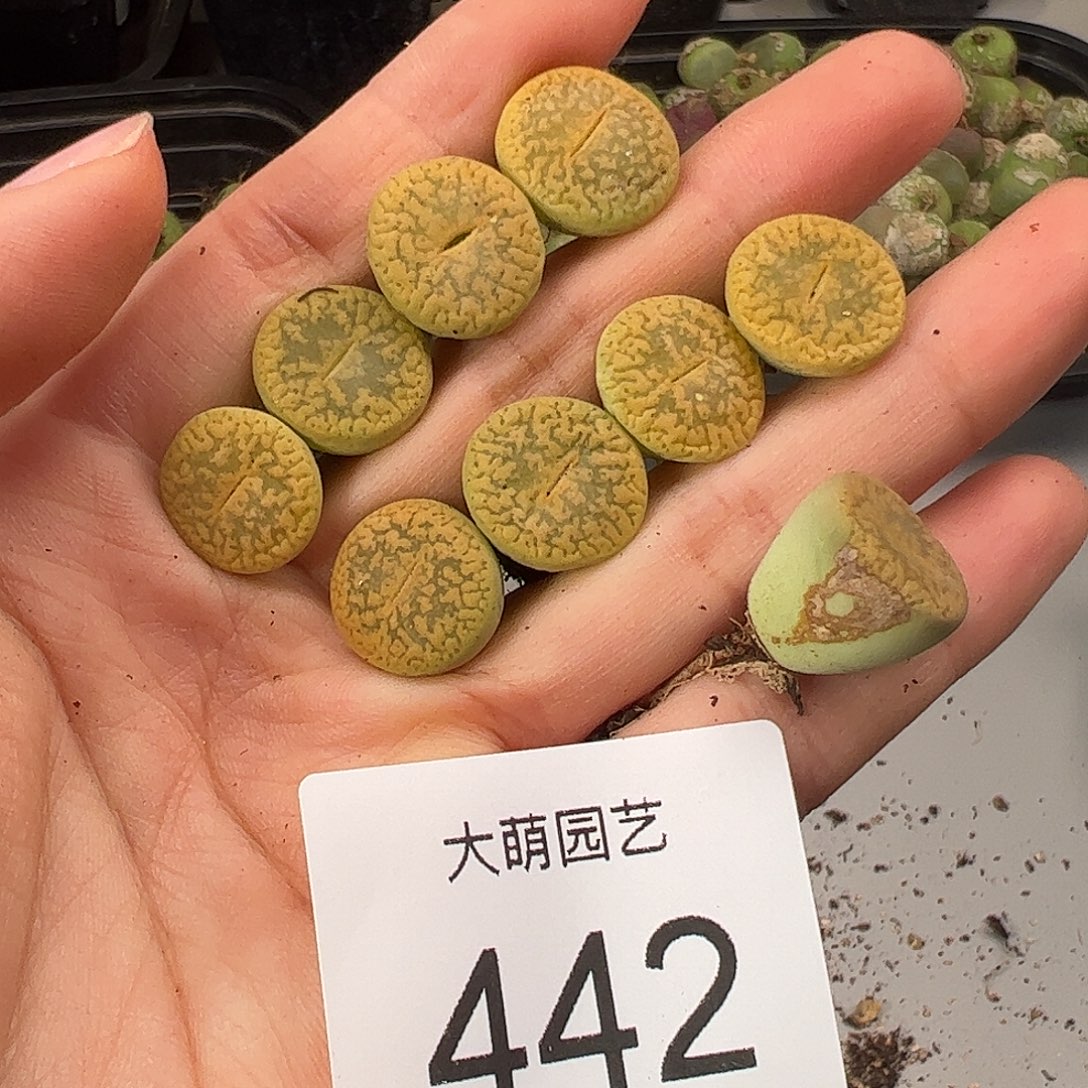 一物一拍             442