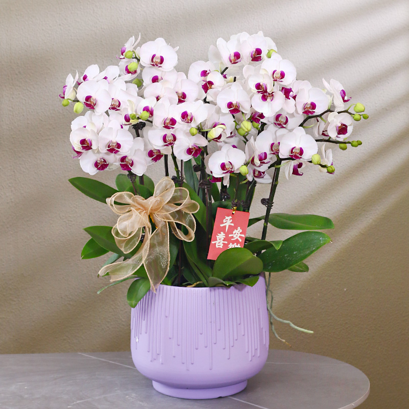 【雪域】白紫色系蝴蝶兰带花带盆组好发货客厅庭院别墅办公室年宵花