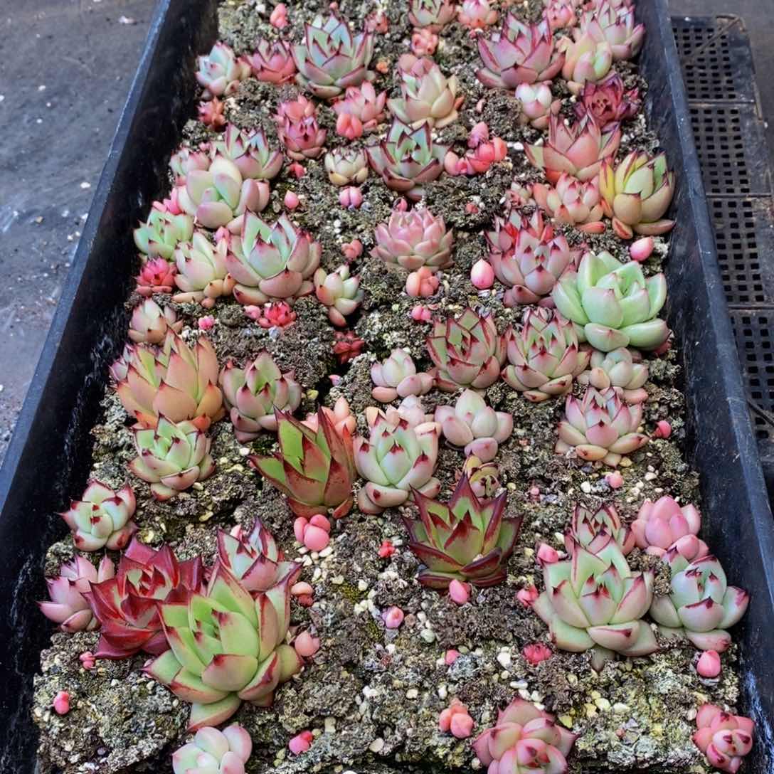 不****信949多肉植物保护研究所所长