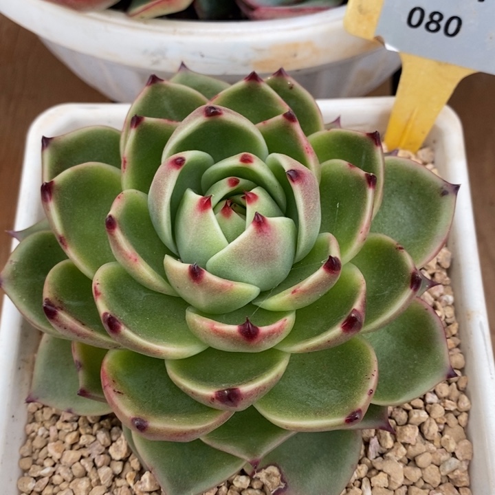 D080- 直播福利 蓝龙