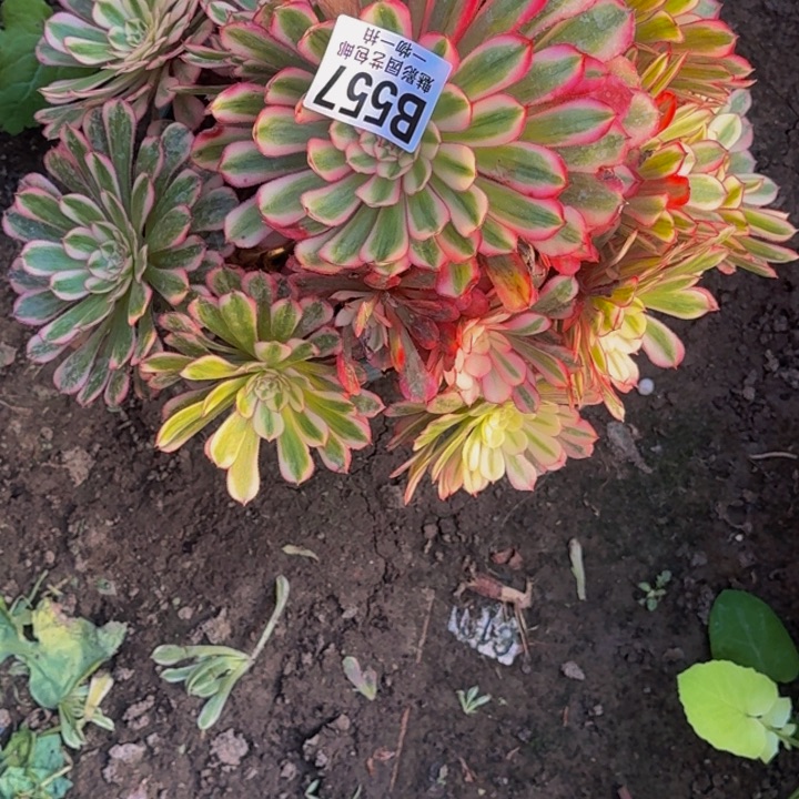 白月光30-26包邮花花