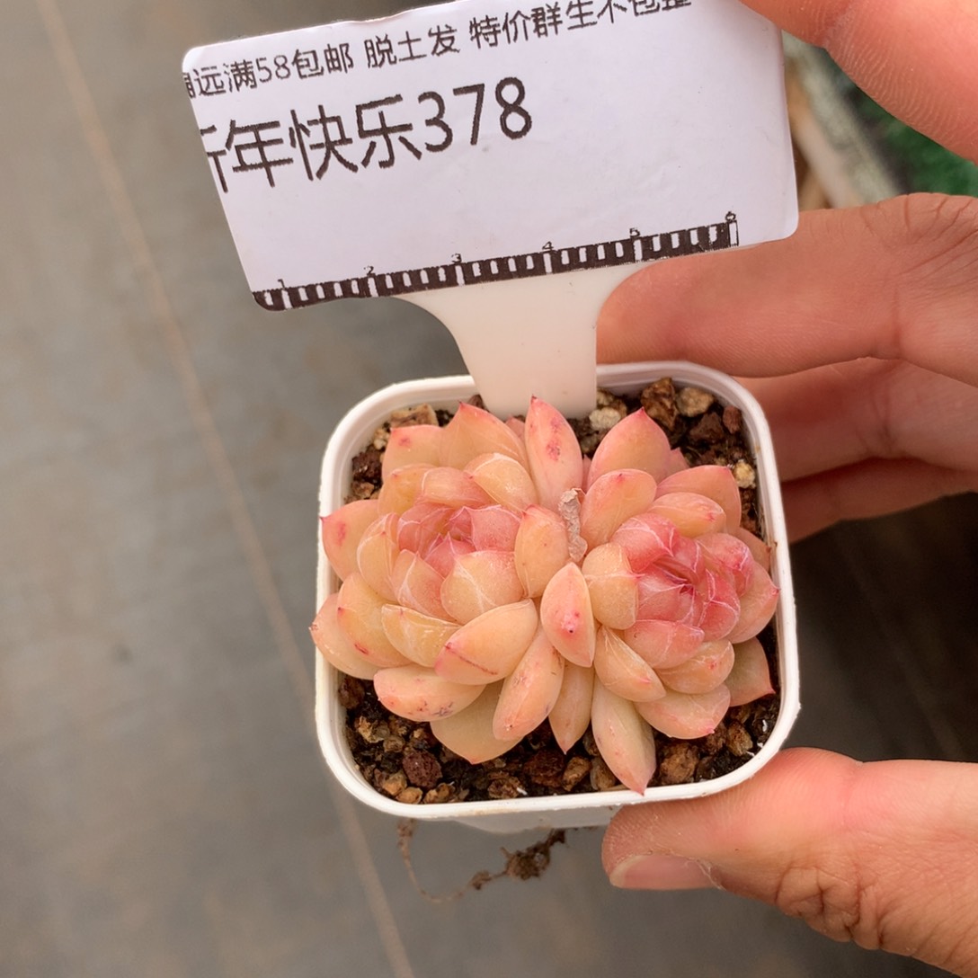 钻石珍妮优选58包邮