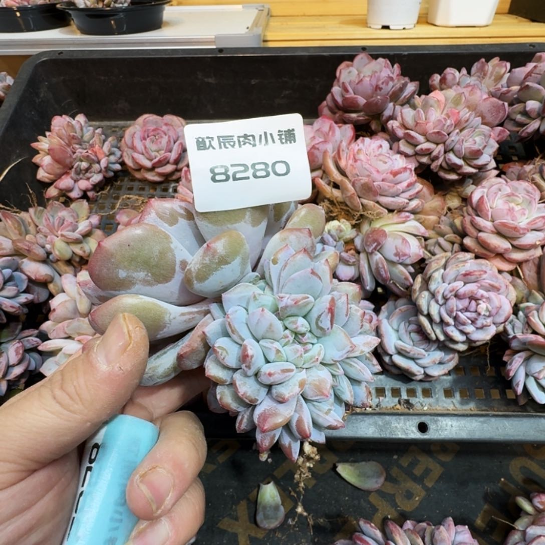 维**多肉植物石榴籽群8280