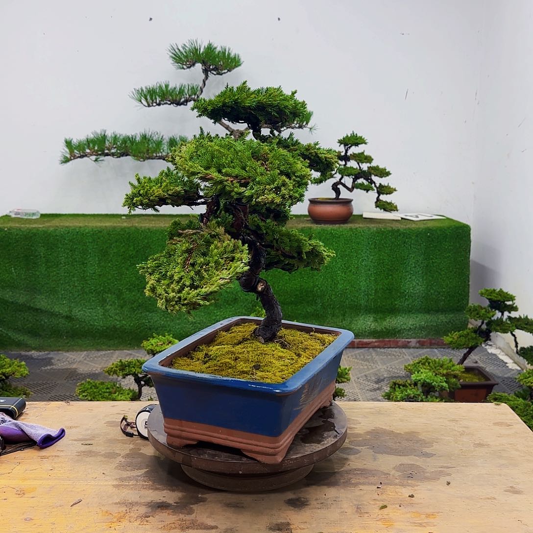 盆景盆景盆景盆景