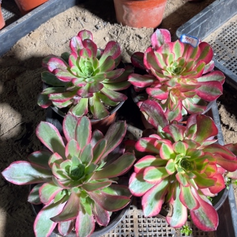 461多肉植物组合