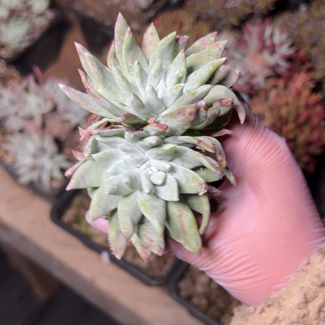 1044牡丹哈哈哈哈哈哈哈哈