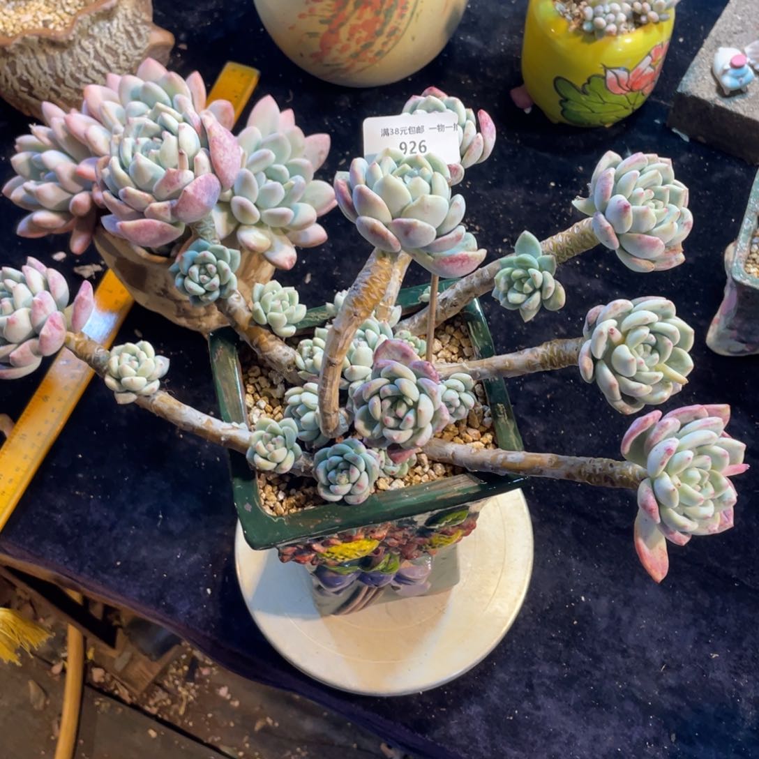 926望舒群生多肉植物