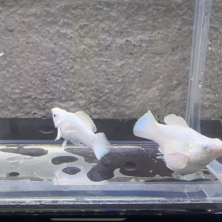 黑玛丽鱼瓷白元宝体。4号