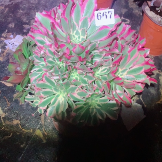 多肉植物女巫667